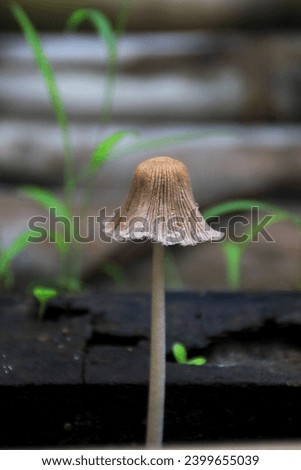 Fungi is defined as the name of a group of heterotrophic living creatures, which digest their food outside the body, then absorb nutrient molecules into their cells. Fungi are members of the fungi. Royalty-Free Stock Photo #2399655039