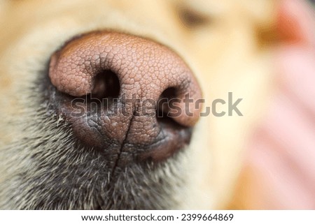 Detailed Close-Up of Golden Retriever Dog Nose Texture Royalty-Free Stock Photo #2399664869