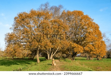 An Airedale terrier sit in front of a large oak tree basked in early morning sunlight. Beautiful countryside picture.