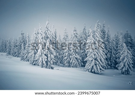 Awesome view of snow-capped forest on frosty day. Location place Carpathian mountains, Ukraine, Europe. Photo wallpapers. Image of exotic place. Happy New Year concept. Discover the beauty of world.