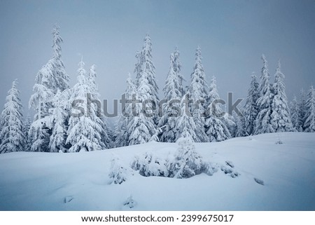 Incredible winter landscape after a heavy snowfall on a frosty day. Location place Carpathian mountains, Ukraine, Europe. Photo wallpapers. Happy New Year concept. Discover the beauty of world.