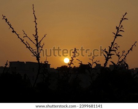 Beautiful  silhouette of 
acacia plants against orange sunrise
