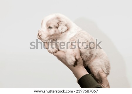 Cute Puppy Cradled in Gentle Hands on a White Background