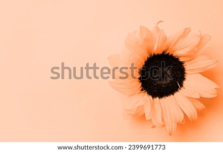 Color of the year 2024: Peach Fuzz. sunflower head on yellow background with copy space, minimal macro shot. Flat lay, top view, copy space.