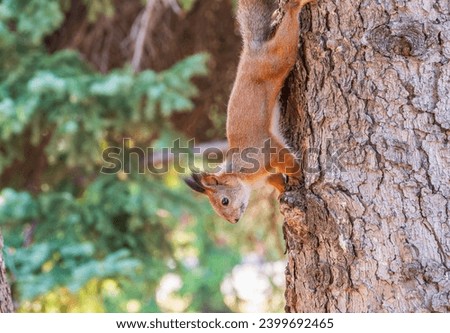 Squirrel sitting upside down on a tree trunk. The squirrel hangs upside down on a tree against colorful blurred background. Close-up. Eurasian red squirrel, Sciurus vulgaris