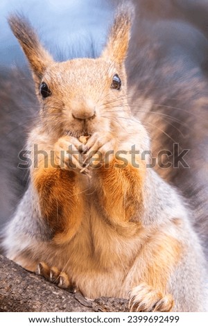 The squirrel with nut sits on tree in the autumn. Eurasian red squirrel, Sciurus vulgaris. Portrait of a squirrel in autumn