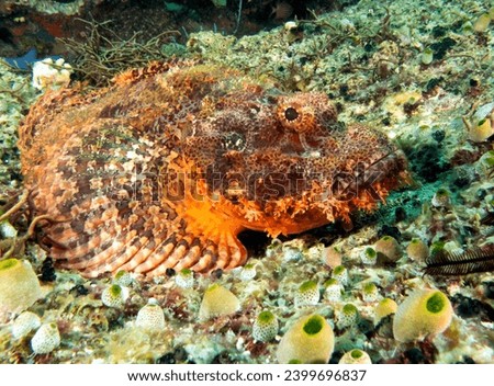 A Bearded Scorpionfish resting on corals Apo Island Philippines
