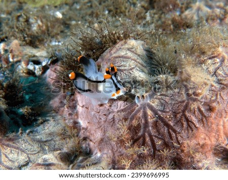 A Thecacera picta nudibranch crawling on soft corals Dauin Philippines
