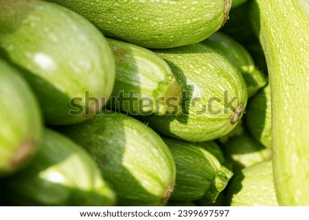 Lots of fresh zucchini on a market counter on a sunny day. Healthy foods and vitamins. Close-up.