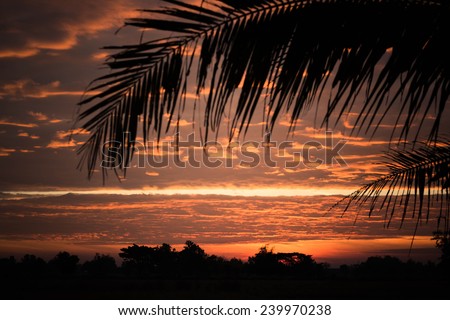 Sun rises behind a coconut tree 