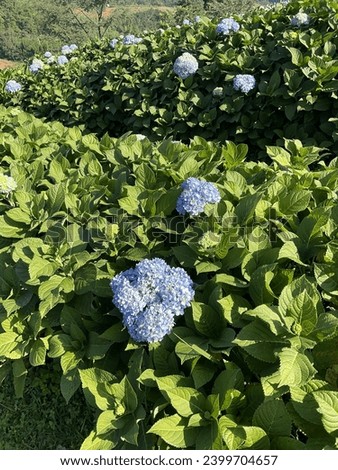 Hydrangea is a beautiful flower. Usually grown in cold weather and on mountains. Suitable for taking photos Guaranteed beautiful pictures