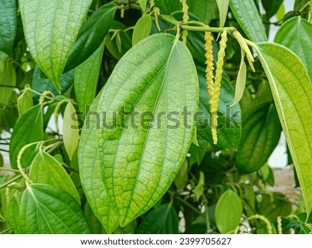 Black pepper plant (Piper nigrum) is a flowering vine cultivated for its fruit known as the peppercorn. Black pepper plantation. Royalty-Free Stock Photo #2399705627