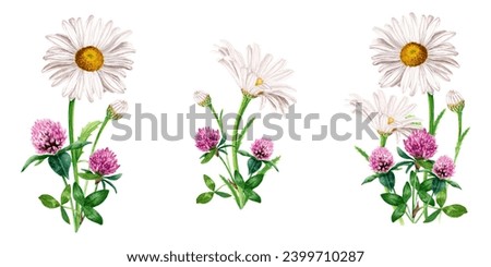 A set of compositions, bouquets with white flower, herb daisy, chamomile and red clover. Hand drawn botanical watercolor illustration isolated on white background. For clip art cards label package