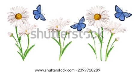 Set of white daisy flower compositions and blue butterflies. Hand drawn botanical watercolor illustration isolated on white background. For clip art cards invitation label package