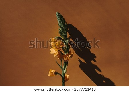 Orange Star of Bethlehem flower on warm tan ginger background with sunlight shadows