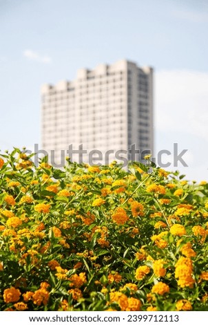 The view of the yellow flower garden against the blue sky and the building in the background
