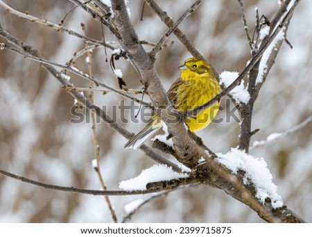 
A single Yellow sparrow bird (Yellowhammer) on a twig photographed with shallow depth of field, blurry background. beautiful yellow little bird.