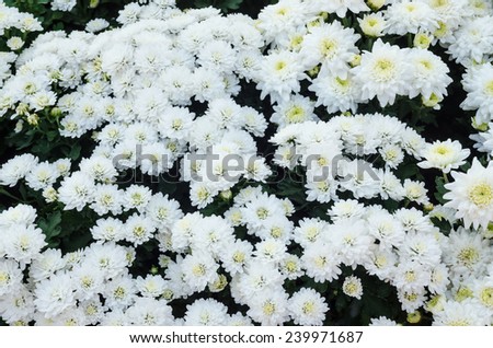 white chrysanthemums in the garden on morning