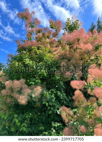 Smoke tree Scumpia coggigria, sumac, Cotinus fog tree, smoketree, smokebush Royalty-Free Stock Photo #2399717705