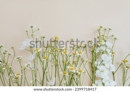 Bright chamomile daisy flowers pattern on beige background. Aesthetic summer flower texture background
