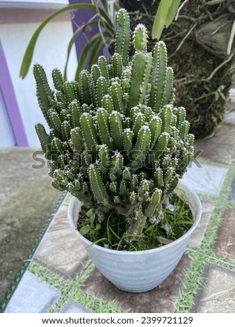Cactus plants have small spines planted in white pots