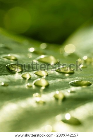 rain drops on leaf. Macro image of nature in a rainforest, moisture, ecosystem, and climate change. Abstract reflection from nature.Vertical image Royalty-Free Stock Photo #2399742157