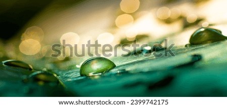 rain drops on leaf. Macro image of nature in a rainforest, moisture, ecosystem, and climate change. Abstract reflection from nature. Panoramic, banner backgrounds. Royalty-Free Stock Photo #2399742175