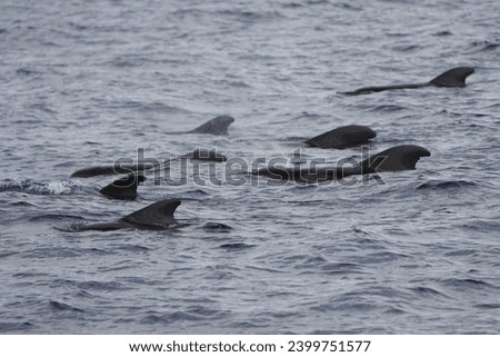 The long-finned pilot whale (Globicephala melas) is a large species of oceanic dolphin. It shares the genus Globicephala with the short-finned pilot whale (Globicephala macrorhynchus). Canary Islands. Royalty-Free Stock Photo #2399751577