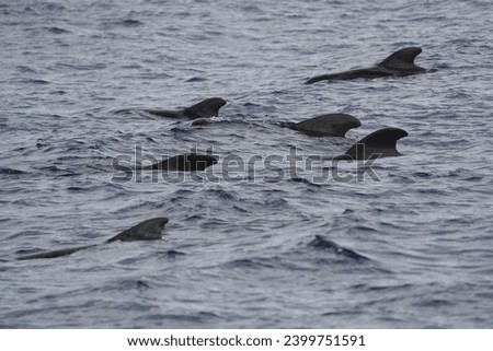 The long-finned pilot whale (Globicephala melas) is a large species of oceanic dolphin. It shares the genus Globicephala with the short-finned pilot whale (Globicephala macrorhynchus). Canary Islands. Royalty-Free Stock Photo #2399751591