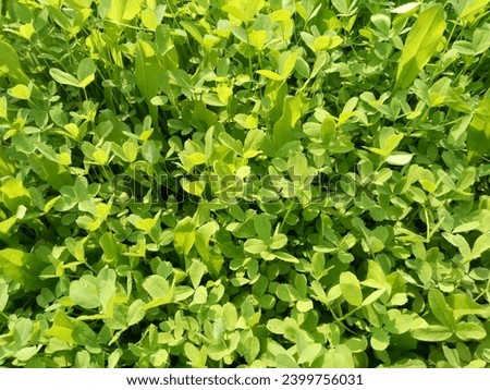 beautiful green berseem grass photo in taken from agricultural field best closeup green grass picture 