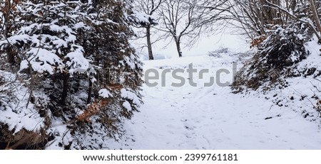 Beautiful winter landscape, the ground is covered with snow and the trees are decorated with frost. Picturesque scene of winter nature's charm.