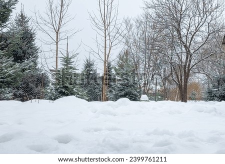 Beautiful winter landscape, the ground is covered with snow and the trees are decorated with frost. Picturesque scene of winter nature's charm.