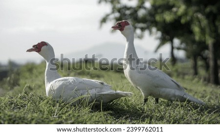 A pair of white swans standing on the green grass. Animal couples in the afternoon vibes. a pair of white swans standing on the green grass. A pair of swans on the river bank.