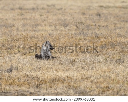 Spotted Hyena resting in Serengeti National park, Tanzania, East Africa