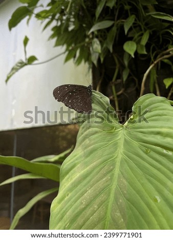 Beautiful butterfly picture on leave