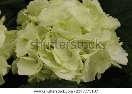 Hydrangea macrophylla 'Rojojo' ('Forever and Ever White') Mophead flowering in summer Royalty-Free Stock Photo #2399773107