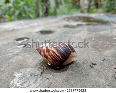 Snail belong to the mollusk class Gastropoda. Snails are gastropods that have a coiled shell in the adult stage.
 Royalty-Free Stock Photo #2399775423