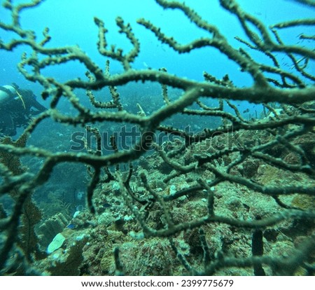 Coral in mahahual mexico underwater
