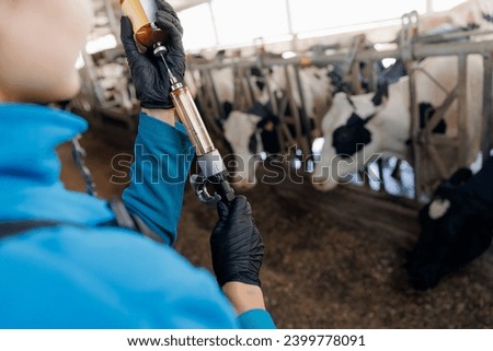 Woman veterinarian holding syringe with vaccine on background of dairy cow in cowshed. Concept vet worker of livestock farm health care cattle. Royalty-Free Stock Photo #2399778091