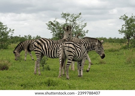 Group of four zebra grazing in Kruger National Park, South Africa, in lush green grass showing best of African wildlife