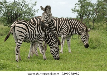 Group of three zebra grazing in Kruger National Park, South Africa, in lush green grass showing best of African wildlife