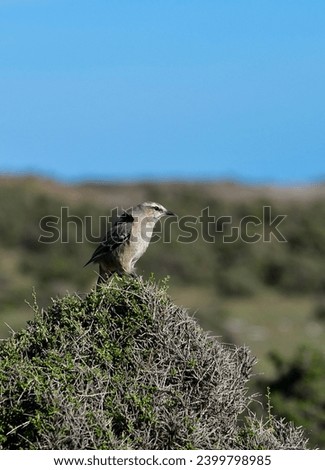 White banded mokingbird in Calden Forest environment, Patagonia forest, Argentina.