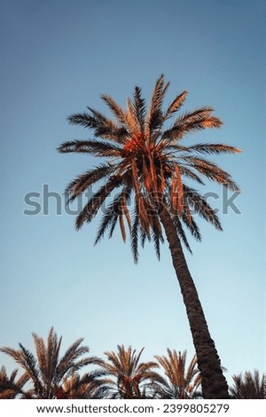 Date palm plantation in Degache oasis town, Tozeur Governorate of Tunisia Royalty-Free Stock Photo #2399805279