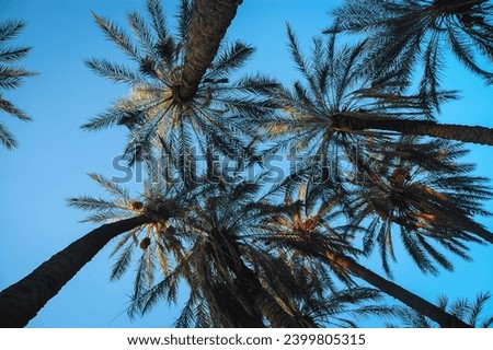 Date palm plantation in Degache oasis town, Tozeur Governorate of Tunisia Royalty-Free Stock Photo #2399805315