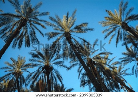 Date palm plantation in Degache oasis town, Tozeur Governorate of Tunisia Royalty-Free Stock Photo #2399805339