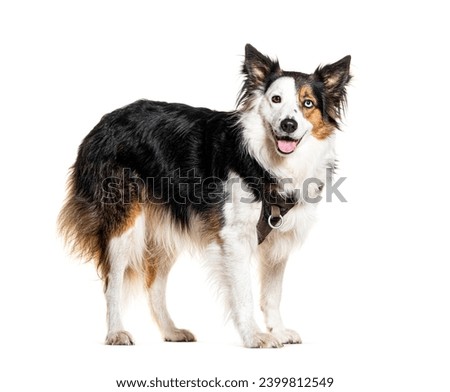 Panting Border collie wearing a harness, isolated on white