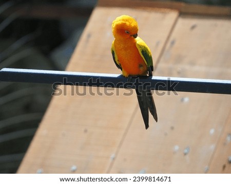 colorful birds in selective focus 