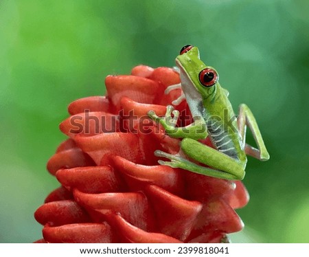 Red eyed tree frog on red flower Royalty-Free Stock Photo #2399818041