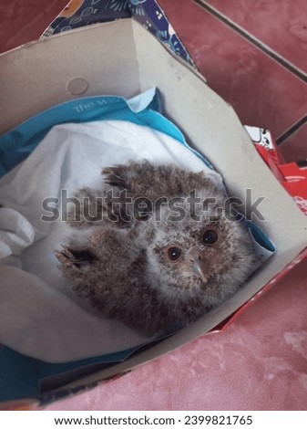owl chick alone in the box