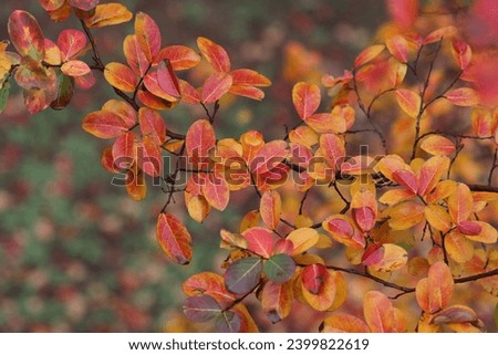 red and yellow leaves in autumn Royalty-Free Stock Photo #2399822619